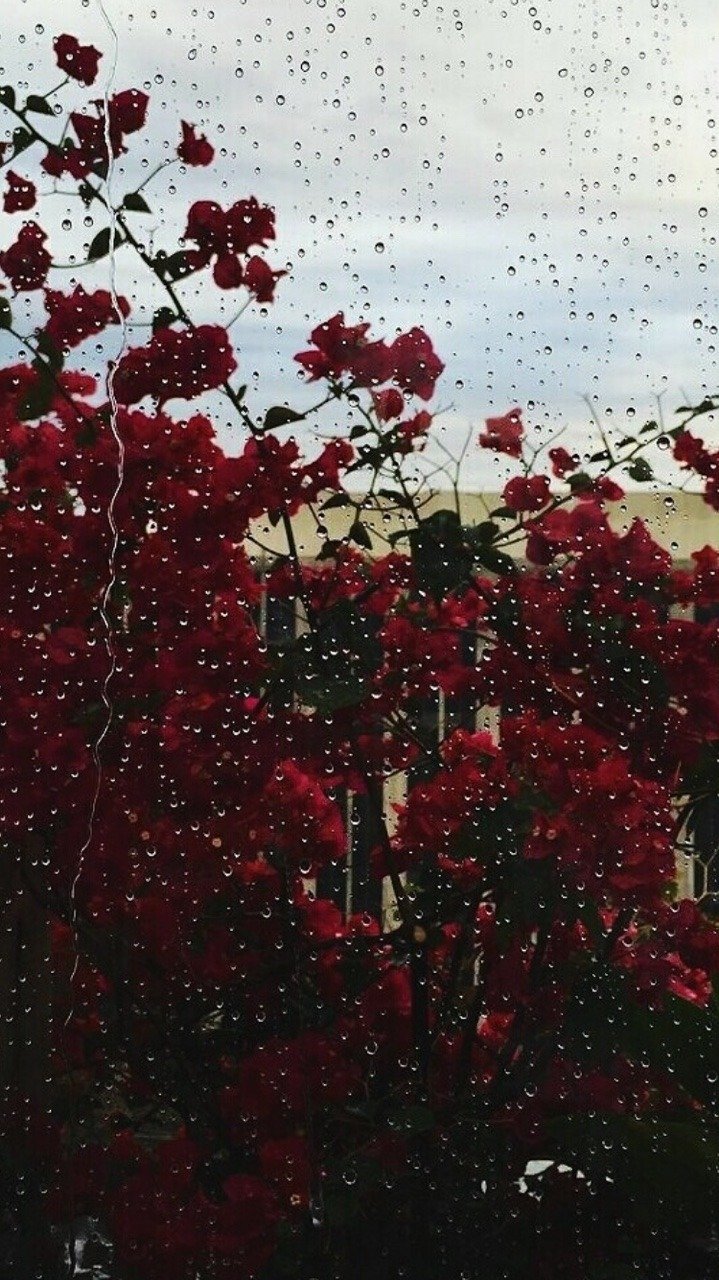 Цветы под дождем