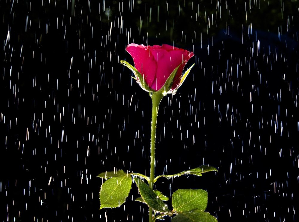 Цветы дождя