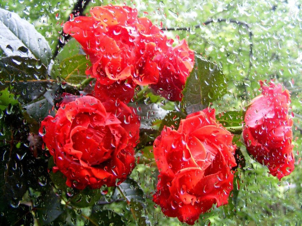 Грустный цветок