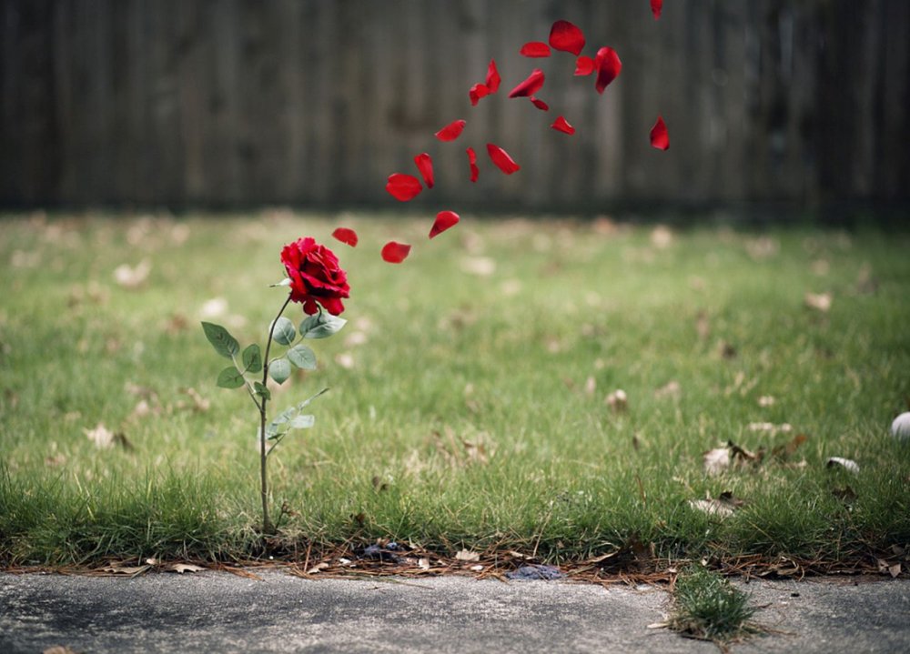 Осень листья дождь