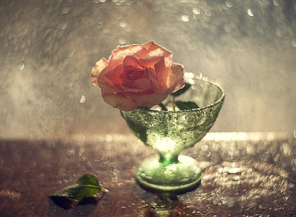 Цветы дождя