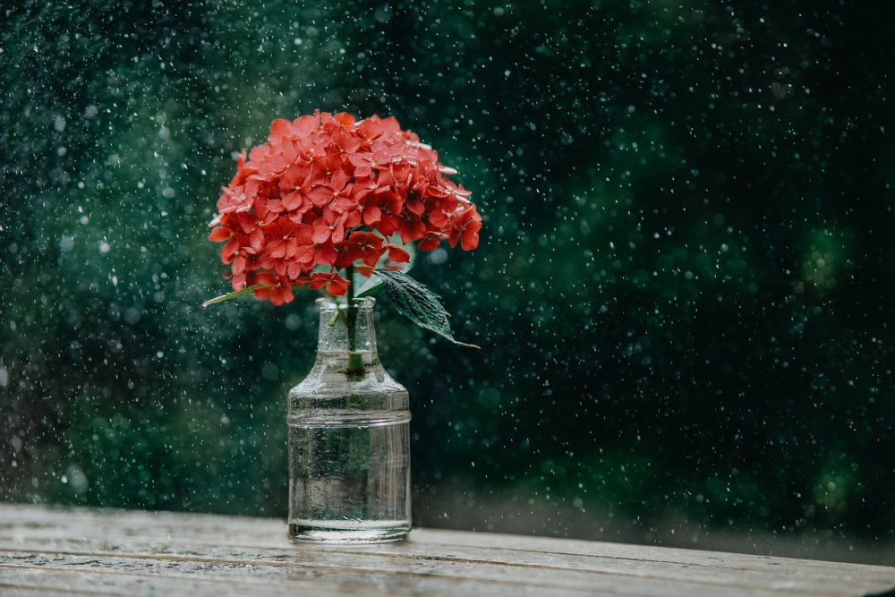 Цветы дождя