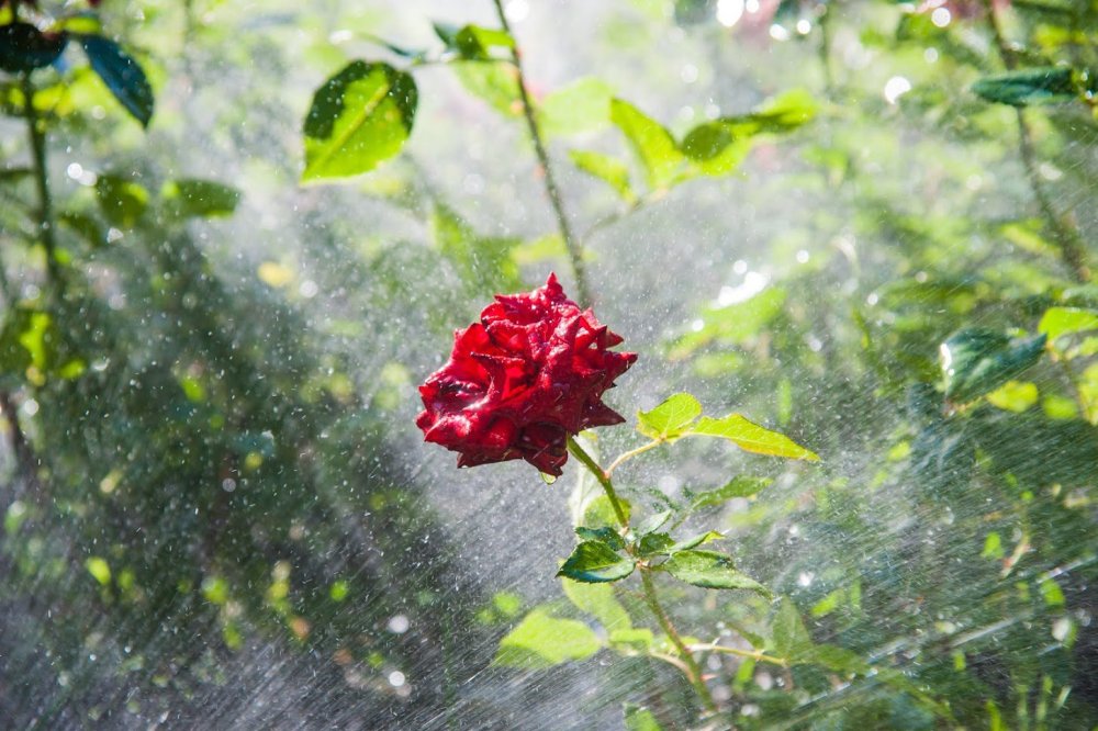 Обои цветы дождь