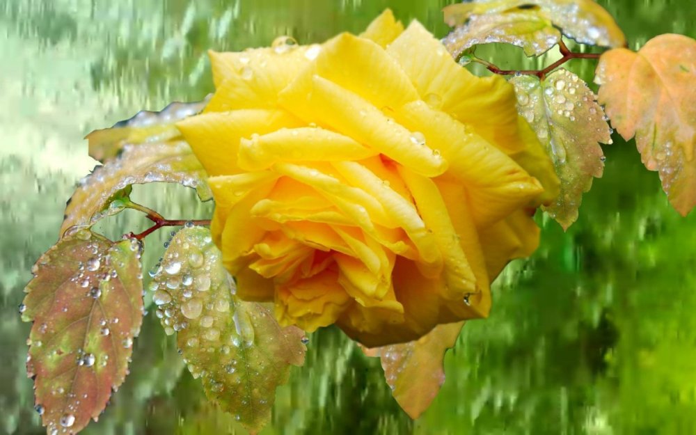 Цветы в каплях дождя