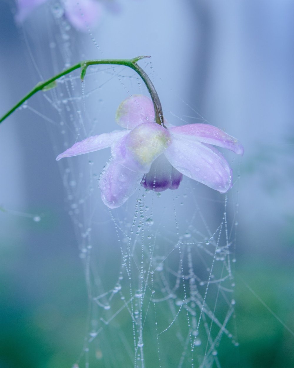 Цветы на фоне города