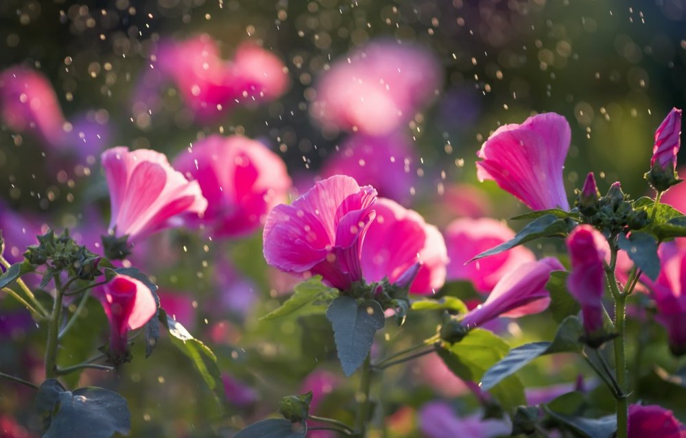 Дождь и цветы Эстетика