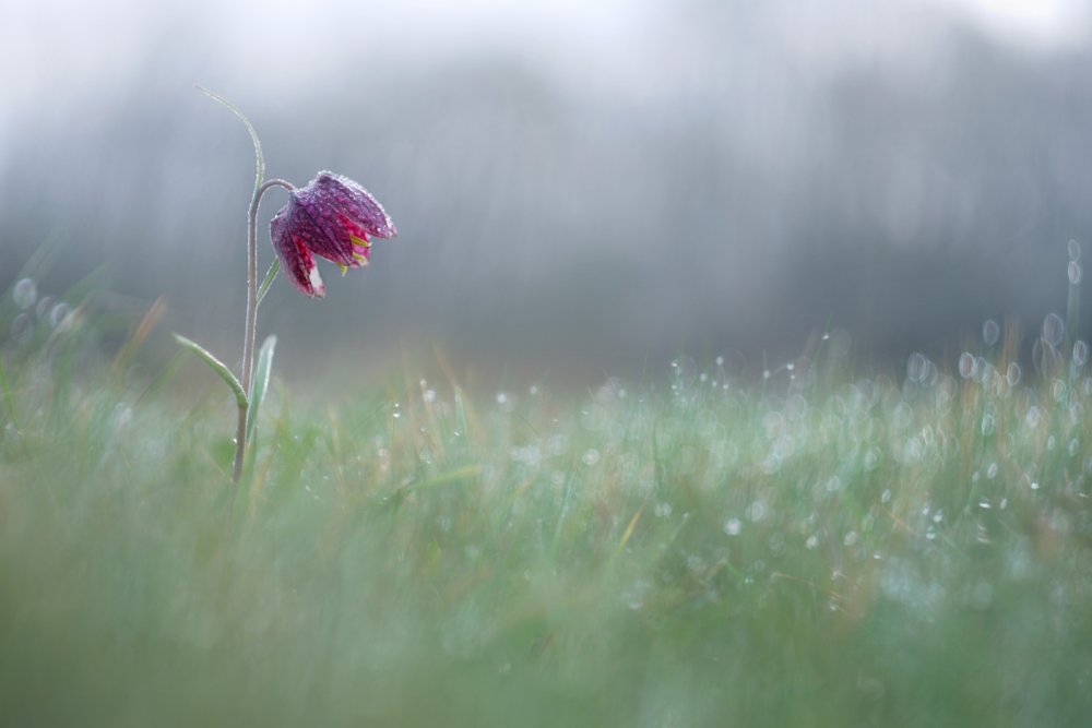 Розы за окном под дождем