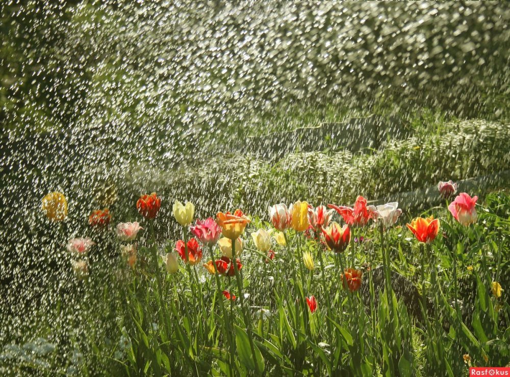 Осень дождь