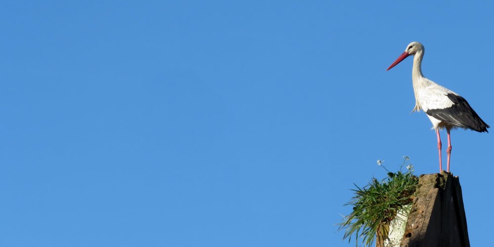 Фон с аистом