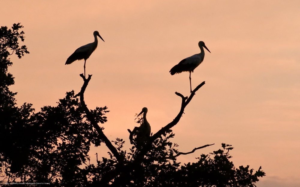 Аисты на фоне заката