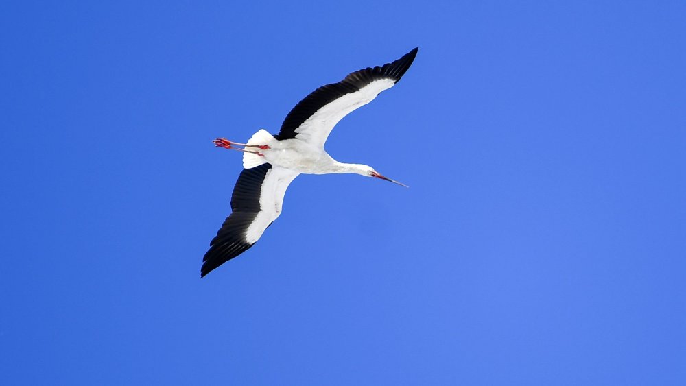 Полет аиста