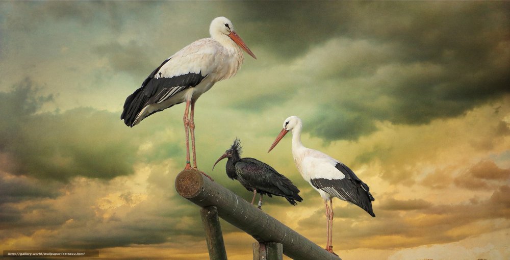 Аист на фоне неба