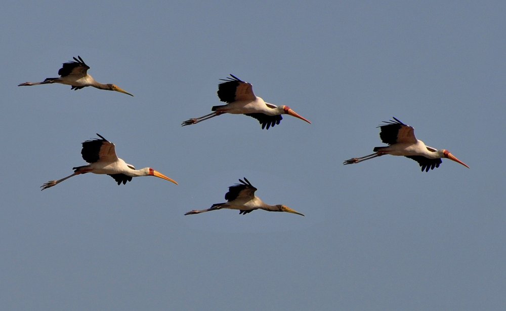 Стая аистов