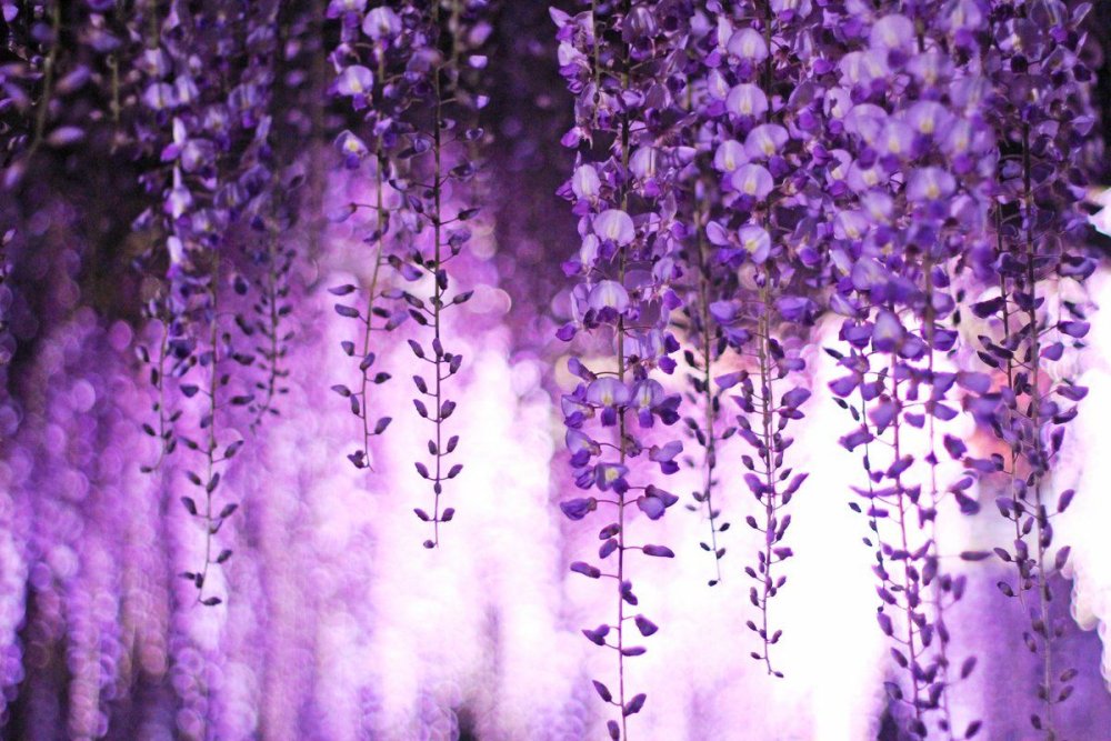 Вистерия Глициния арт