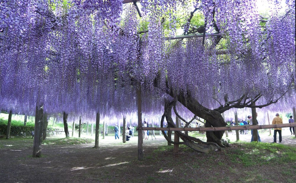 Глициния клинок рассекающий демонов