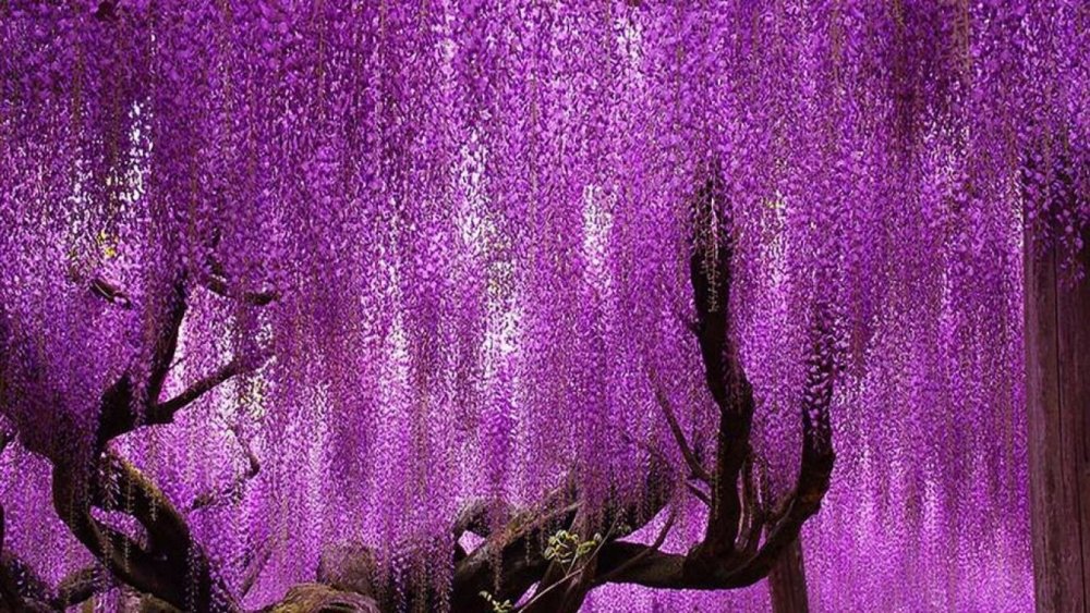 Танджиро Глициния