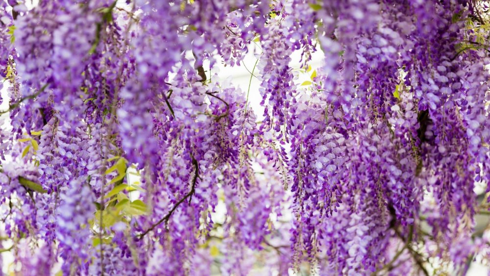 Глициния соцветие