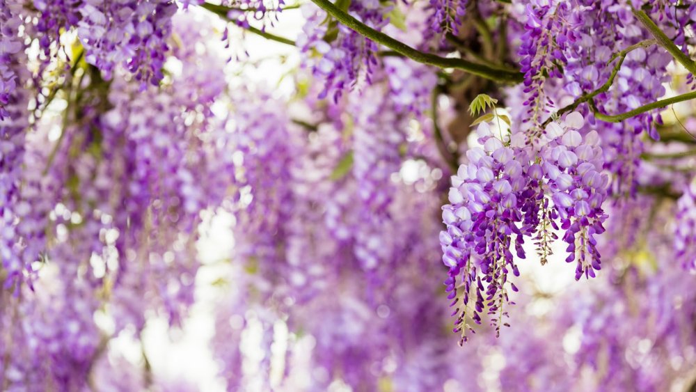 Глициния сиреневая "китайская"