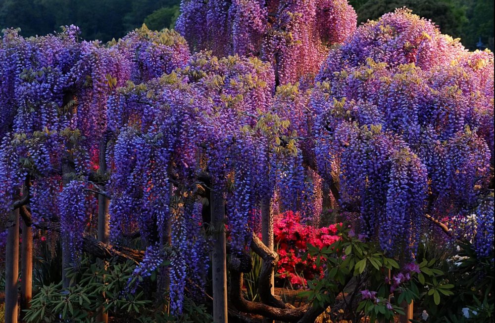 Глициния фиолетовая