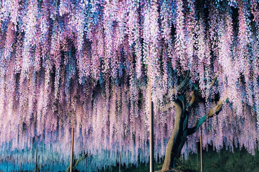 Тандзиро Глициния