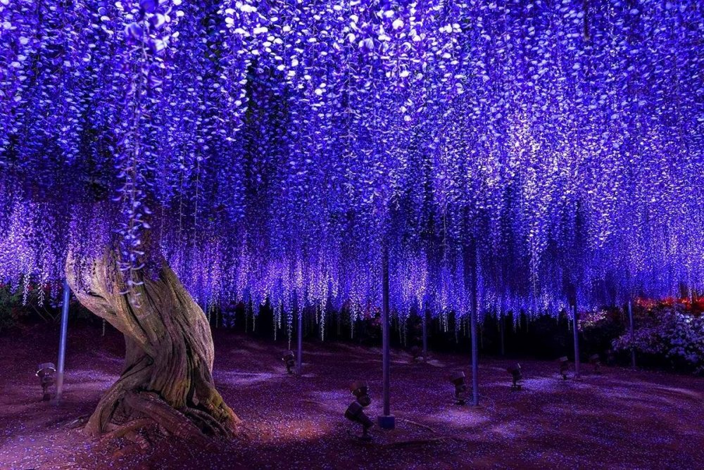 Глициния в мифологии