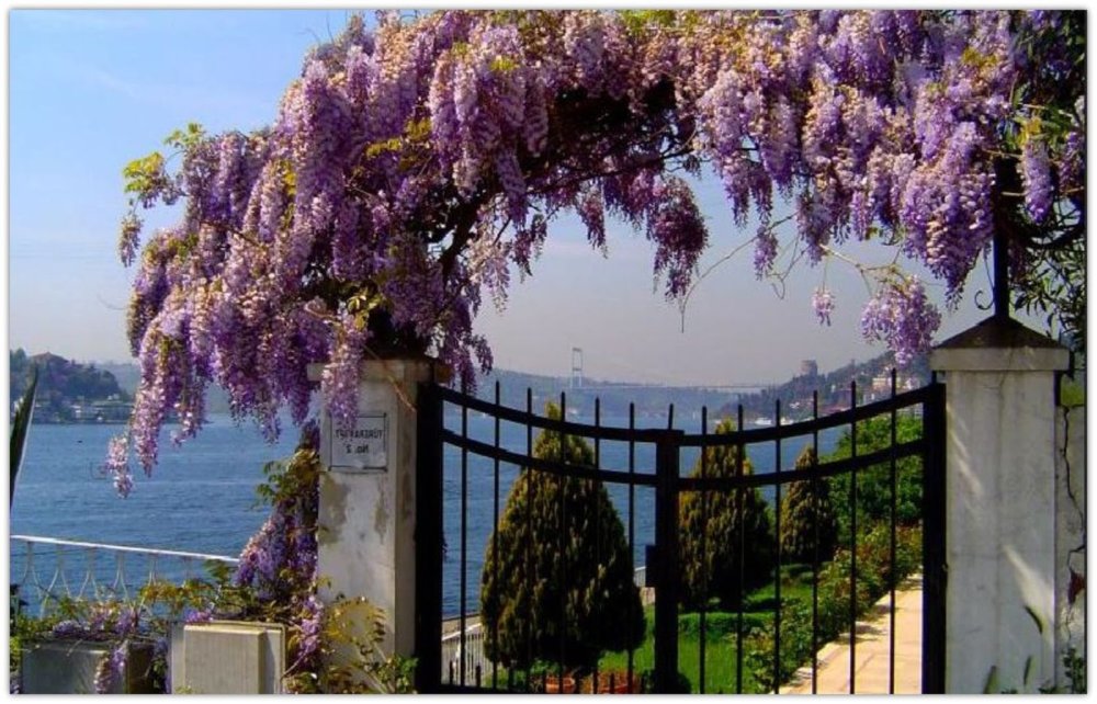 Глициния палитра цветов