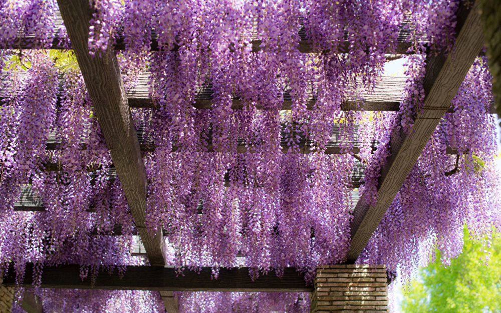 Глициния Блю сапфир