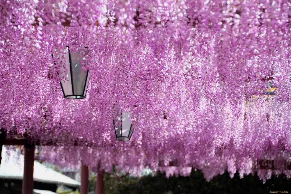 Цветущая Лиана Глициния