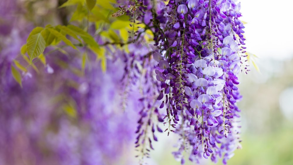 Глициния Лиана