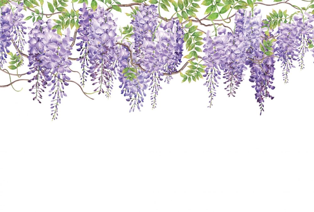 Глициния арка