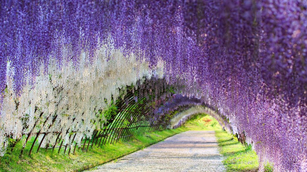 Сад Кавати Фудзи Япония