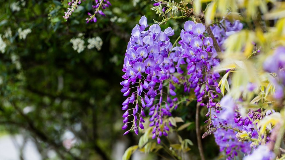 Глициния с размытым фоном