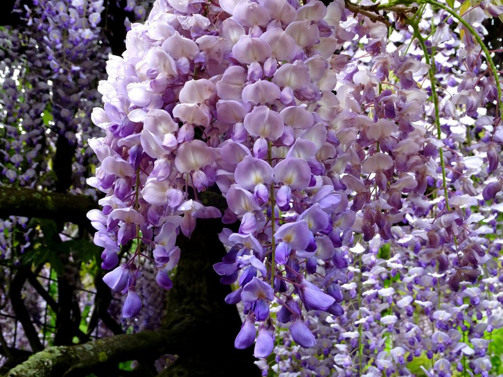 Асикага парк глициний