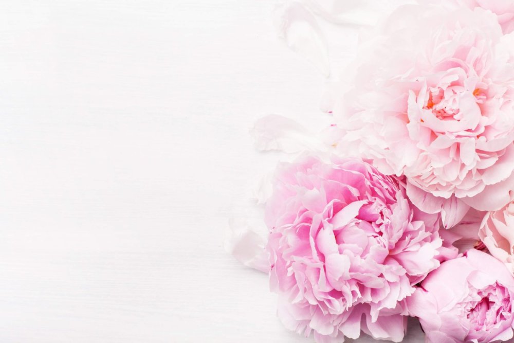 Бривидо пионы