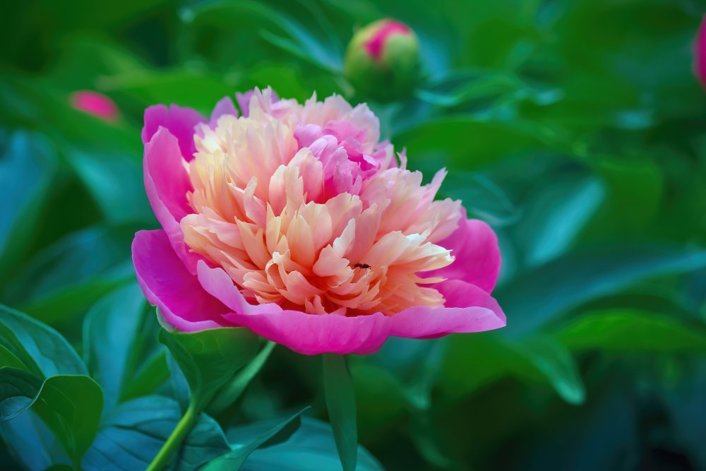 Пионы паттерн