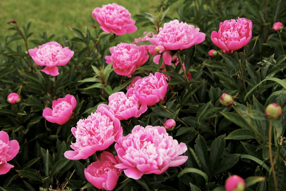 Пион нежно-розовый