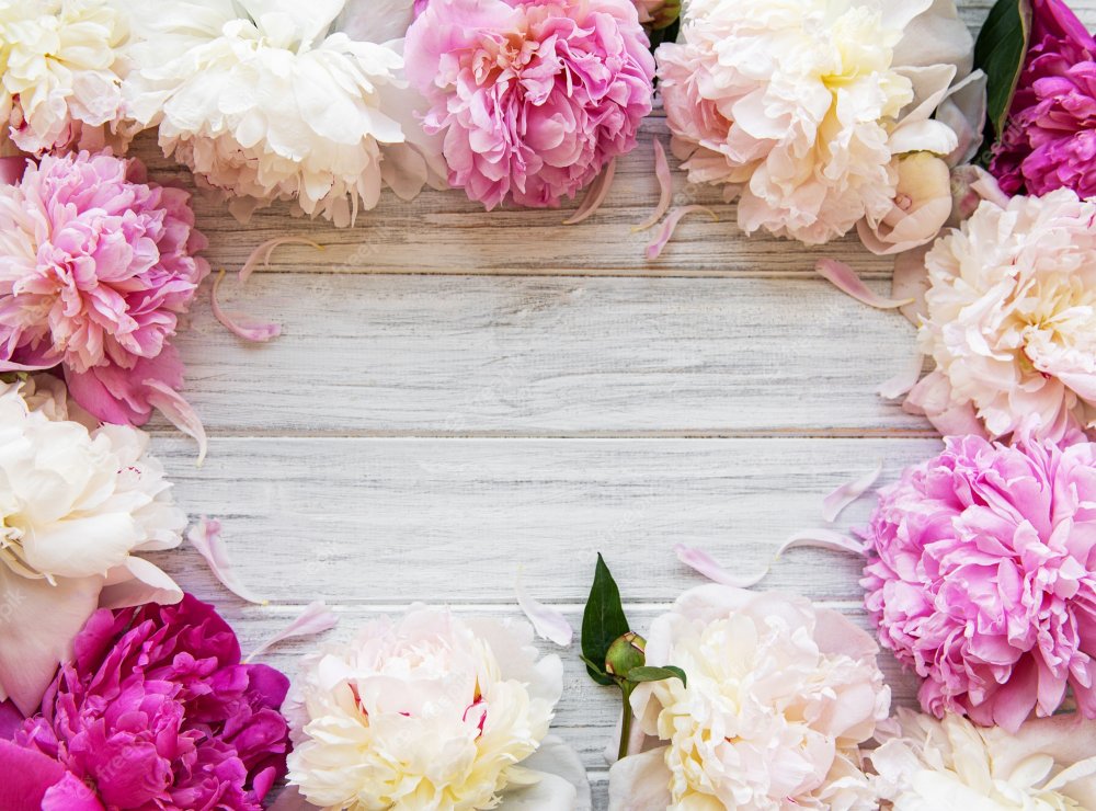 Фиолетовые пионы обои