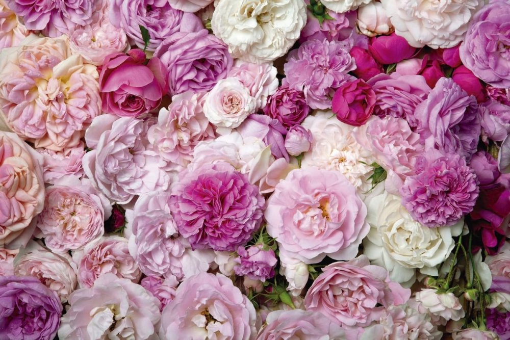 Акварельные цветы