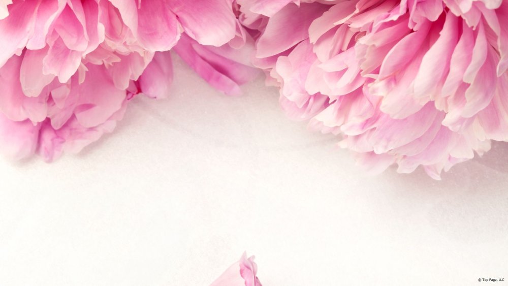 Фотообои цветы