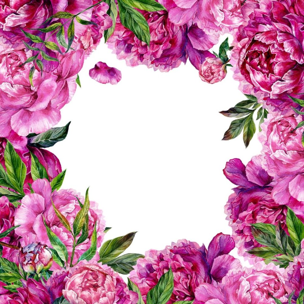 Пудровые пионы