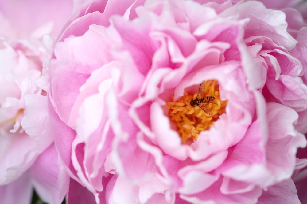 Пионыпионы стоковые фото