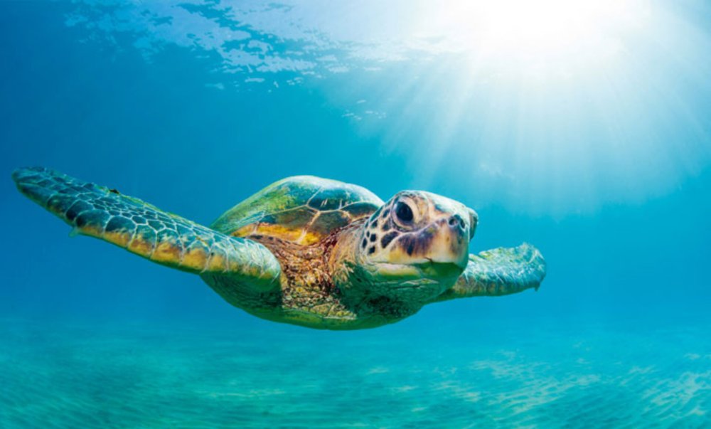 Морская черепаха логгерхед