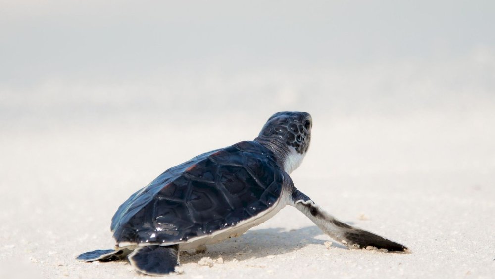 Морская черепаха сбоку