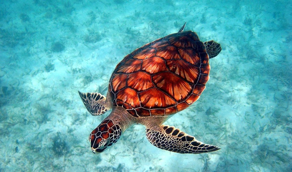 Морские пресмыкающиеся