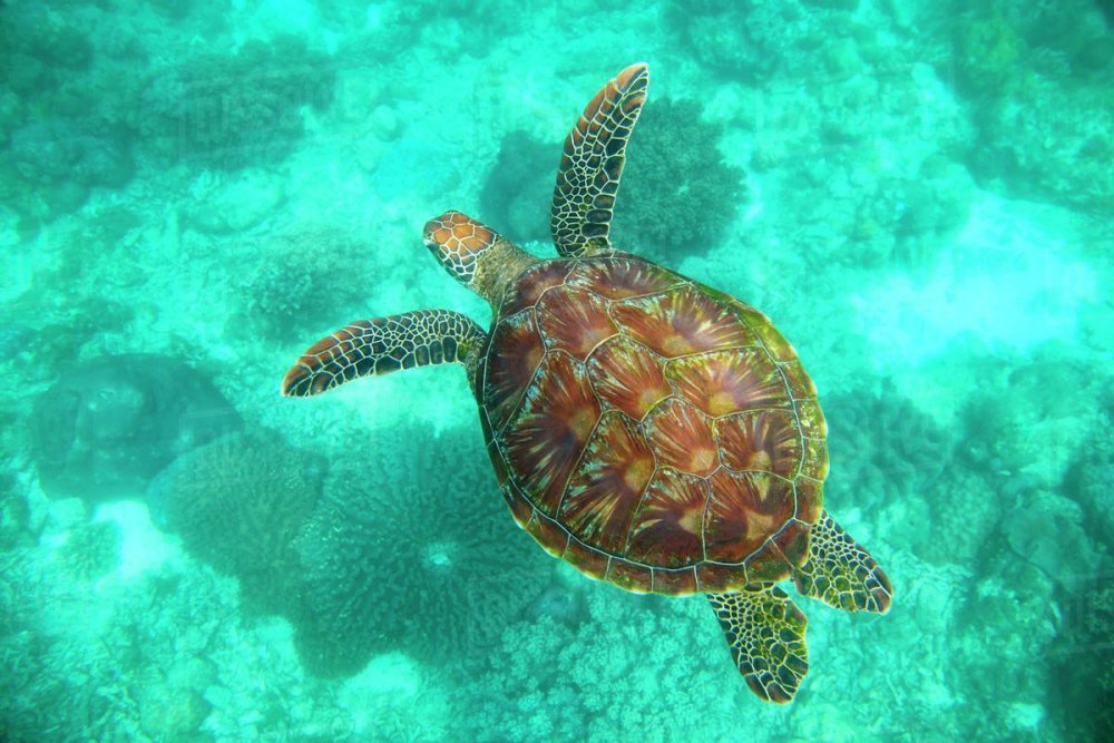 Плавающая черепаха сверху