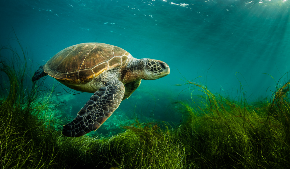 Красноухая черепаха