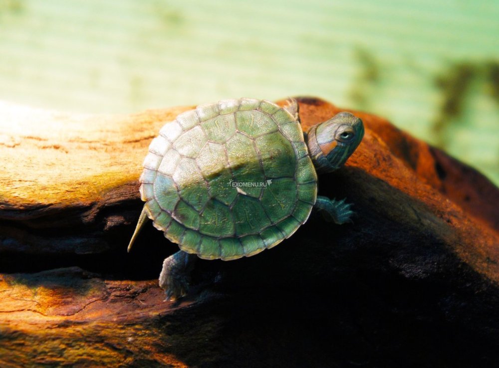 Черепаха Каретта (логгерхед) акварель