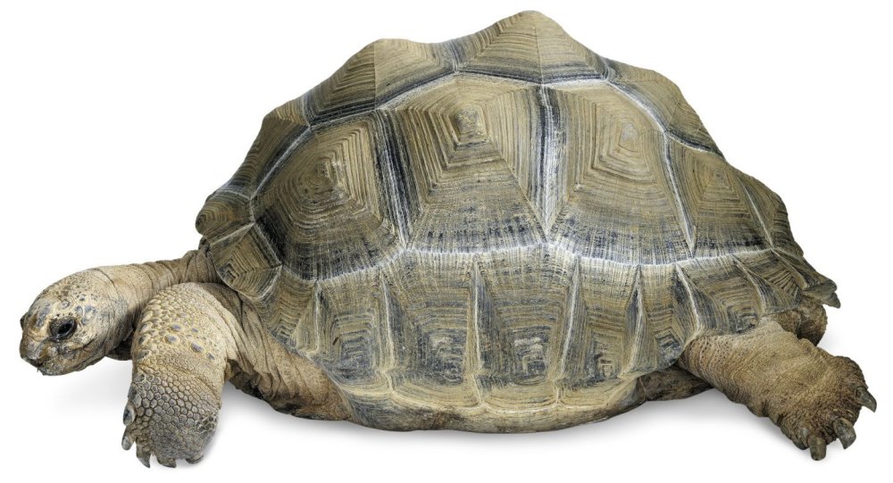 Стая черепах