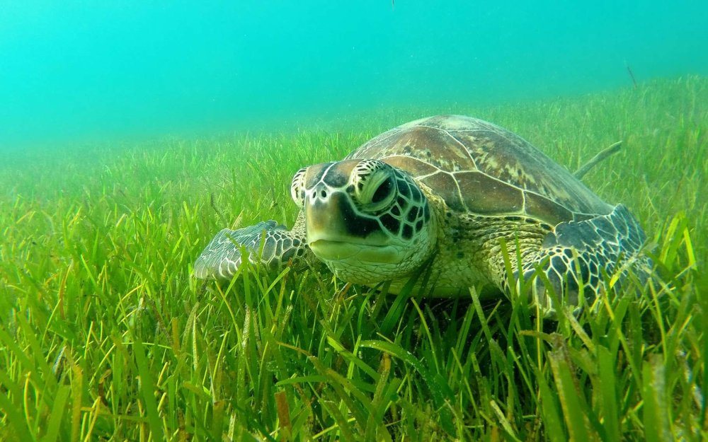 Лагуна черепах Занзибар