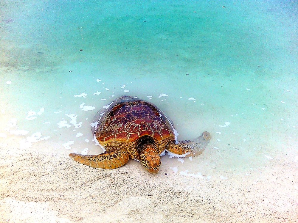 Морские черепахи и их Детеныши